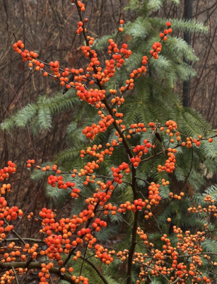 Llex Verticillata, (Winterberry Holly) 

 